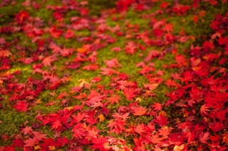 静寂の中で京都の秋を堪能する歓びを