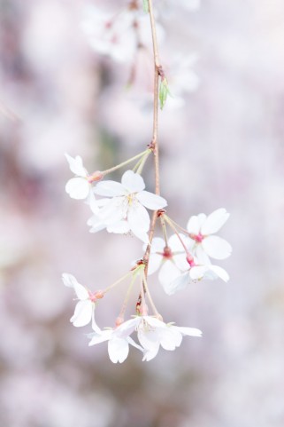 別荘地に近い桜の名所 - 有馬温泉：しだれ桜