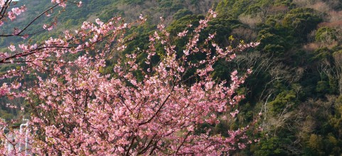 別荘地に近い桜の名所 - 伊豆：ソメイヨシノ