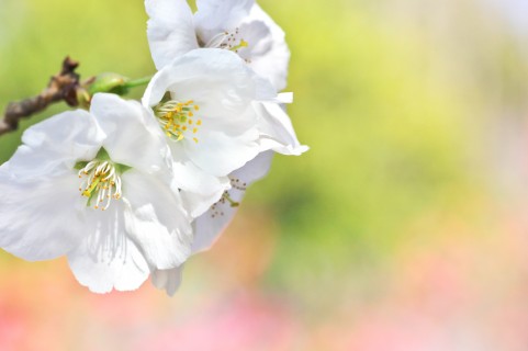 別荘地に近い桜の名所 - 箱根：オオシマザクラ