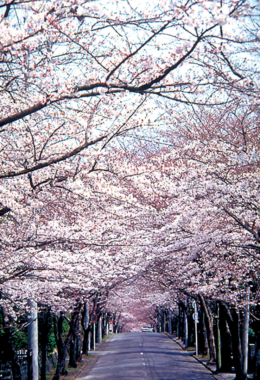 伊豆高原駅「桜のトンネル」