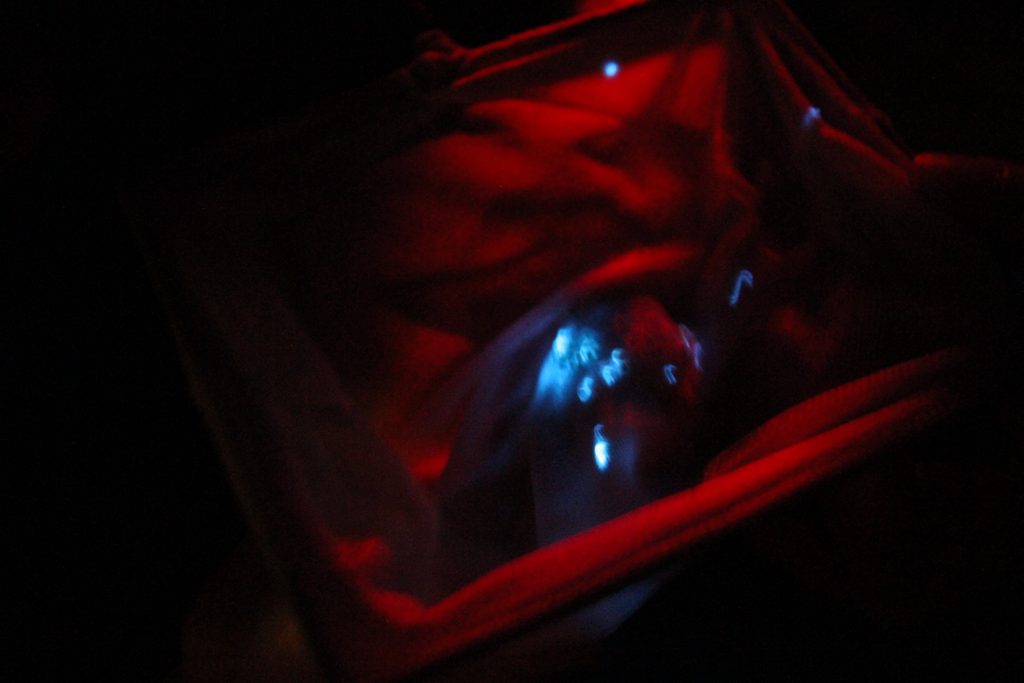 ウミホタルを手にとれる 北条海岸の夏 リゾートstyle