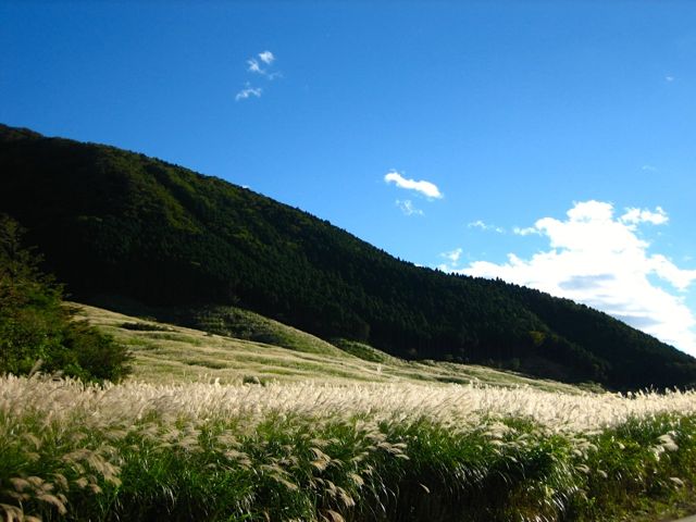 仙石原すすき草原