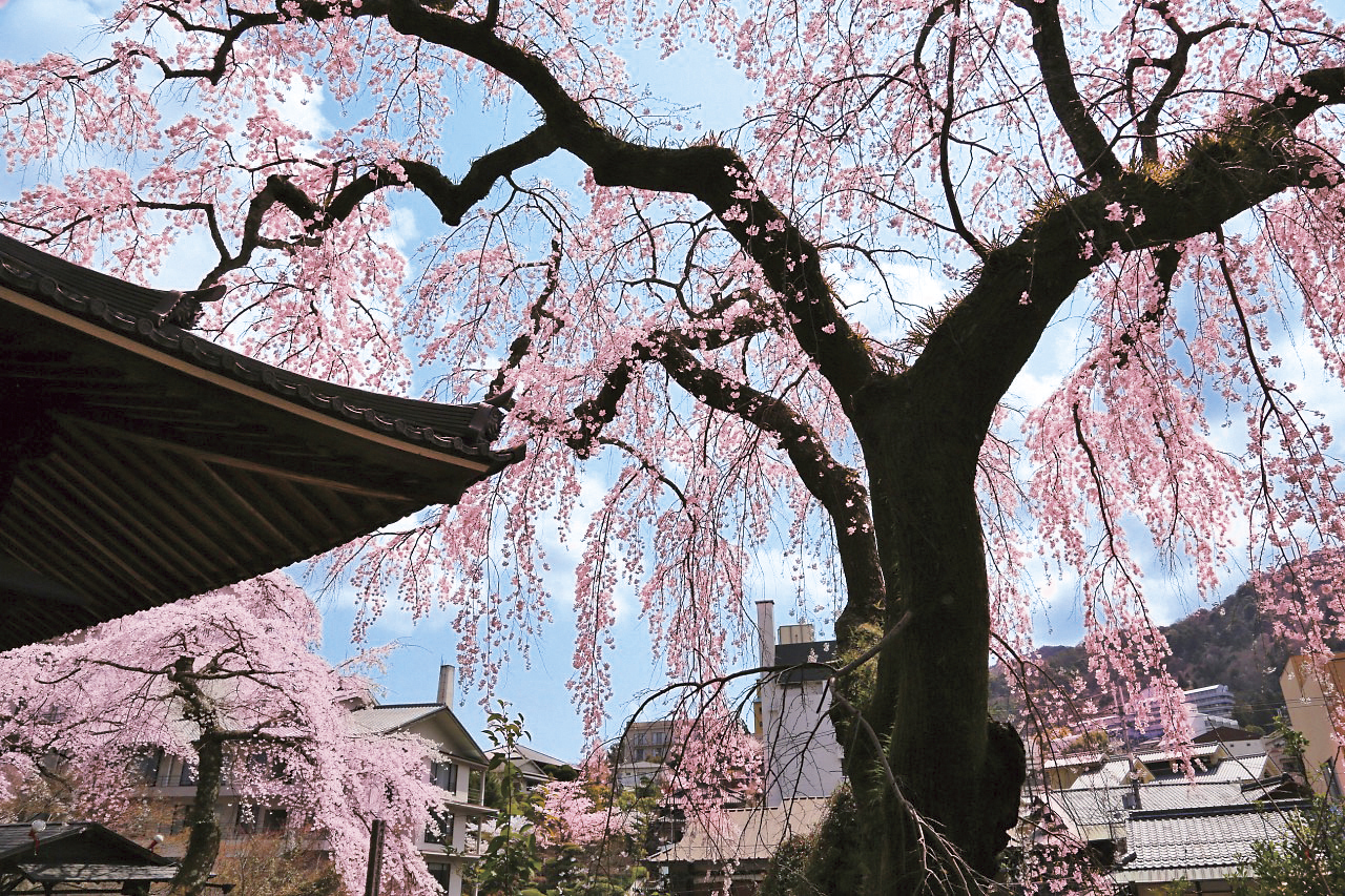 善福寺の糸桜