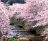 豊臣秀吉の花見のルーツを辿る<br>〜桜花爛漫の京都・有馬へ