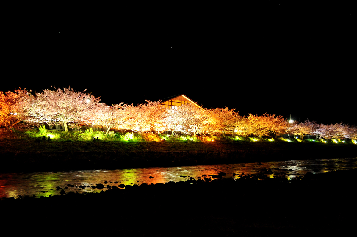 河津さくら（夜景）