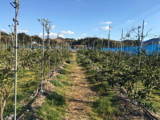 状態のよい木がほとんどでしょうから、なおのこと。