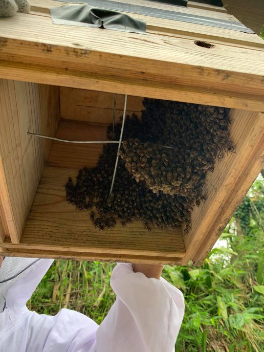 まるでくす玉のようにニホンミツバチの群れが垂れ下がった巣箱。選ばれし巣箱。羨ましい！うちの巣箱には今年、営巣されませんでした。
