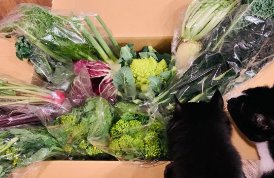 館山の安西農園さんのイタリア野菜BOXをオンラインで注文。これは嬉しい。色とりどりの野菜を手にすると俄然いろいろと料理する気になります。・・・てことは、料理は頑張ってたんだ。笑。