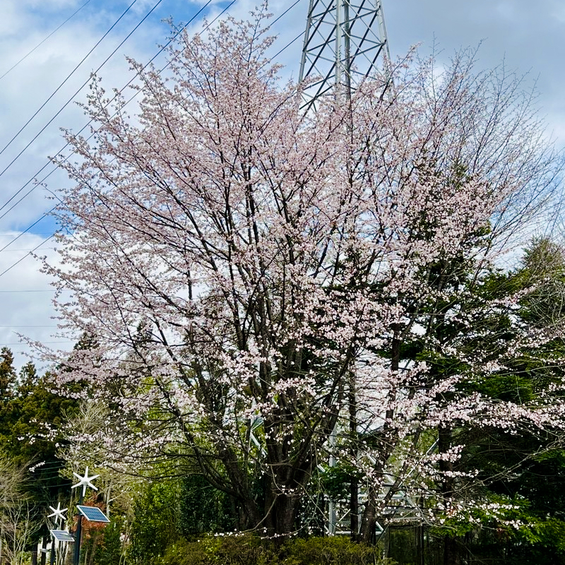 桜が咲けば、VIALA鬼怒川渓翠も春本番