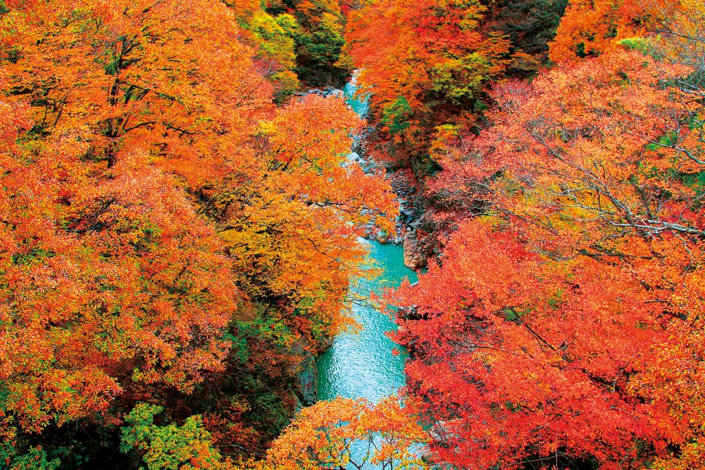 八ッ場ダム_紅葉